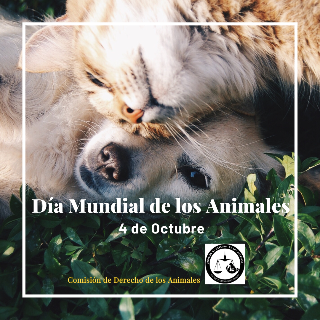 4 de Octubre – Día Mundial de los Animales